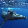 Sortie Baleine sur l'île de La Réunion