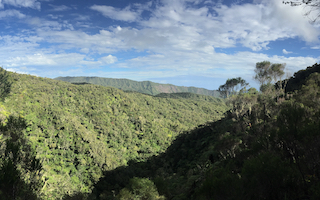 dans la forêt tropicale et protégée de la Roche Ecrité, au sud du trapèze des mascareignes