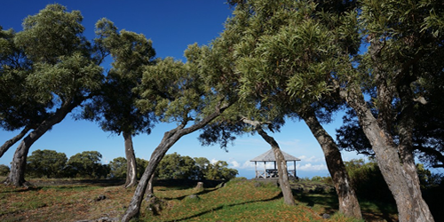 forêt du Maïdo, île de La Réunion