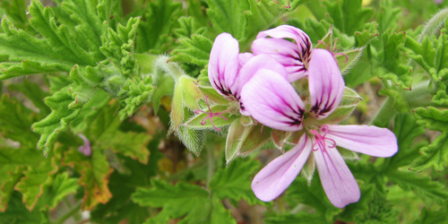 géranium Bourbon, île de La Réunion